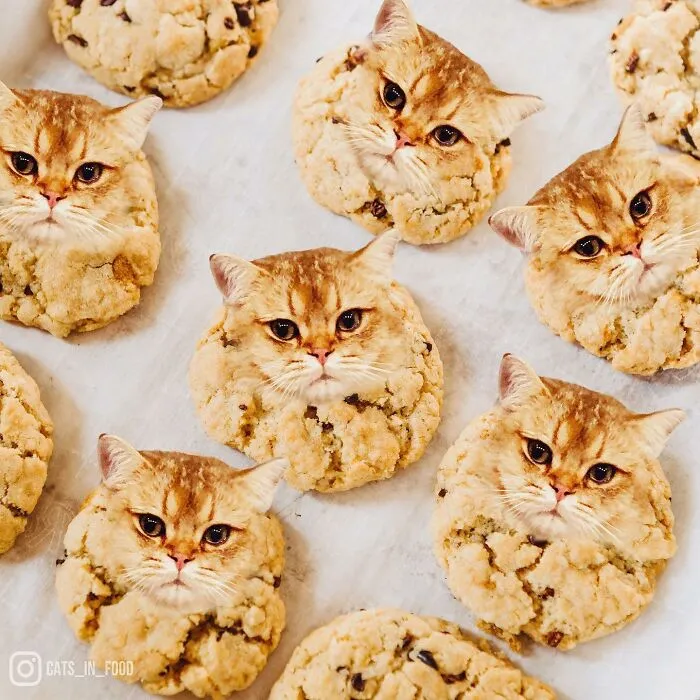 80 Weirdly Delicious Images Of Cats Photoshopped Into Food By This Artist (New Pics)