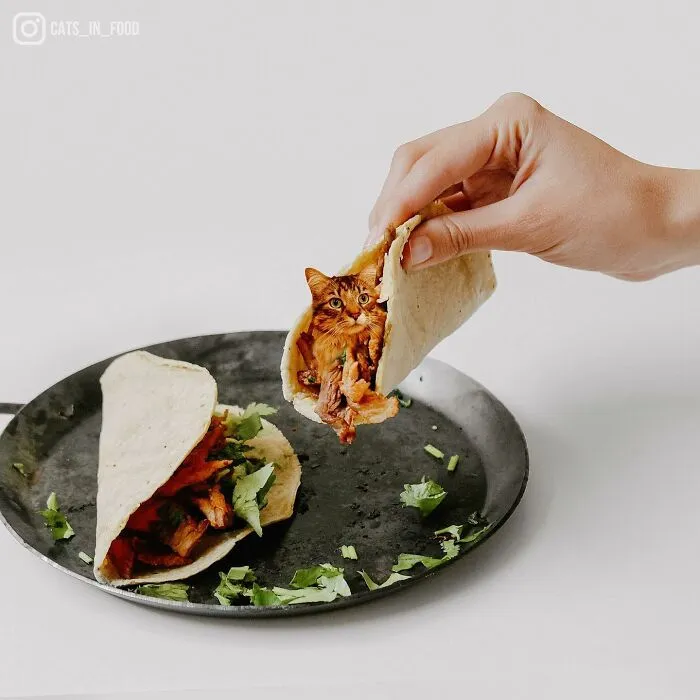 80 Weirdly Delicious Images Of Cats Photoshopped Into Food By This Artist (New Pics)