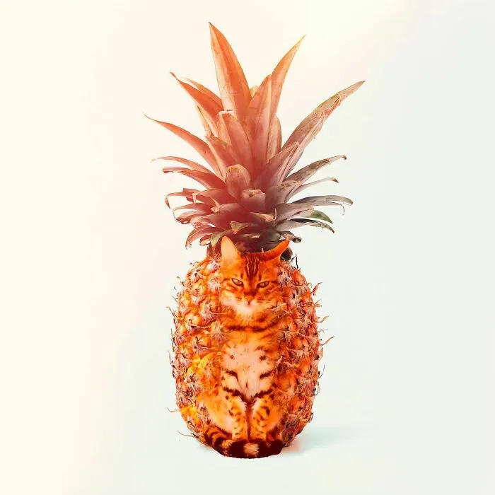 80 Weirdly Delicious Images Of Cats Photoshopped Into Food By This Artist (New Pics)