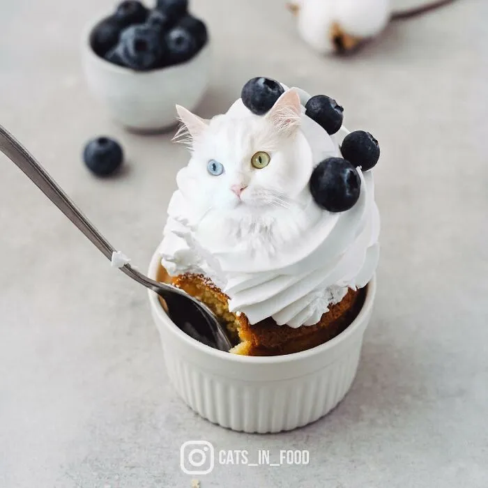 80 Weirdly Delicious Images Of Cats Photoshopped Into Food By This Artist (New Pics)