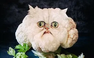 80 Weirdly Delicious Images Of Cats Photoshopped Into Food By This Artist (New Pics)