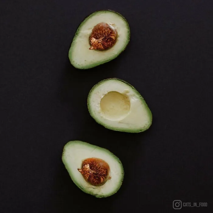 80 Weirdly Delicious Images Of Cats Photoshopped Into Food By This Artist (New Pics)
