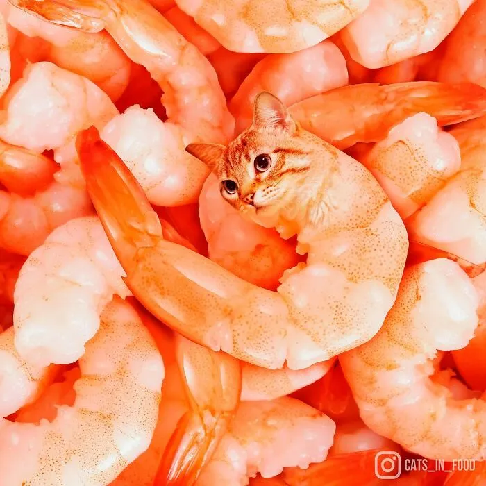 80 Weirdly Delicious Images Of Cats Photoshopped Into Food By This Artist (New Pics)