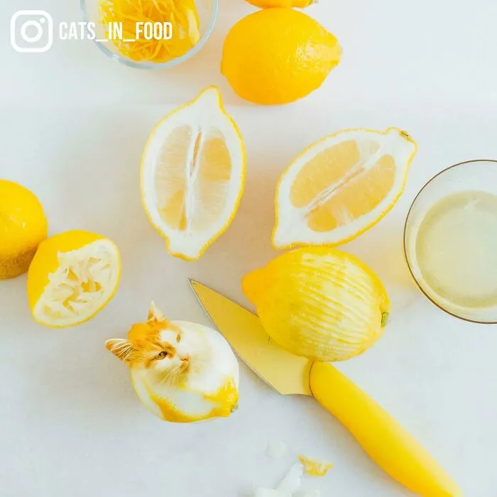 80 Weirdly Delicious Images Of Cats Photoshopped Into Food By This Artist (New Pics)
