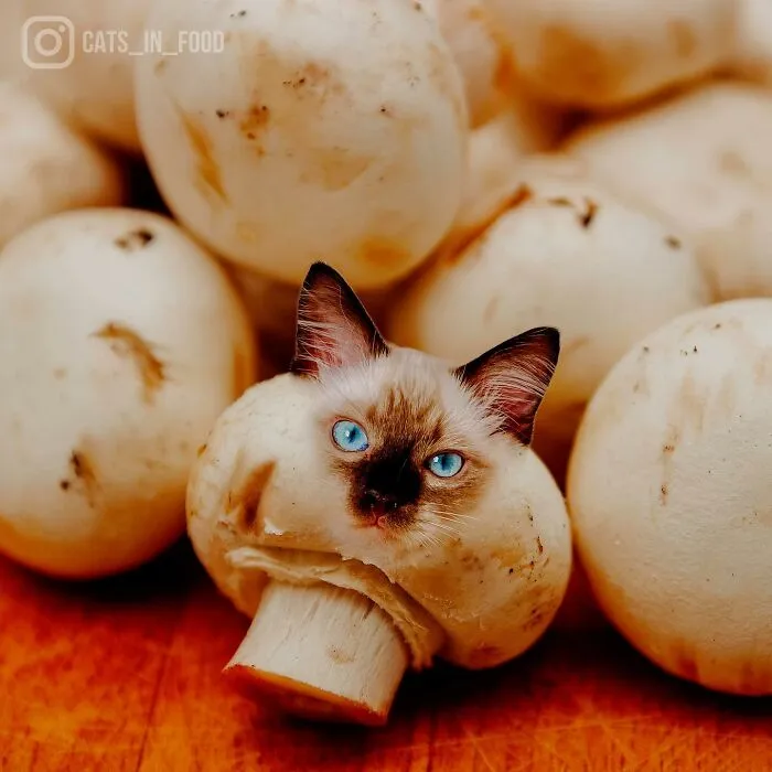 80 Weirdly Delicious Images Of Cats Photoshopped Into Food By This Artist (New Pics)
