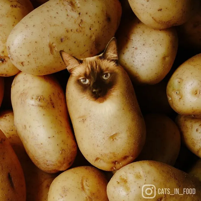 80 Weirdly Delicious Images Of Cats Photoshopped Into Food By This Artist (New Pics)