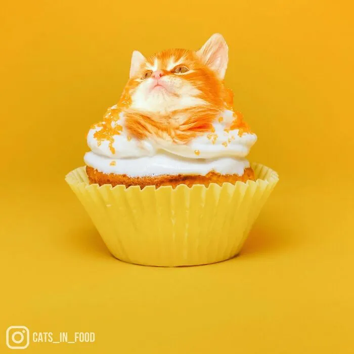 80 Weirdly Delicious Images Of Cats Photoshopped Into Food By This Artist (New Pics)