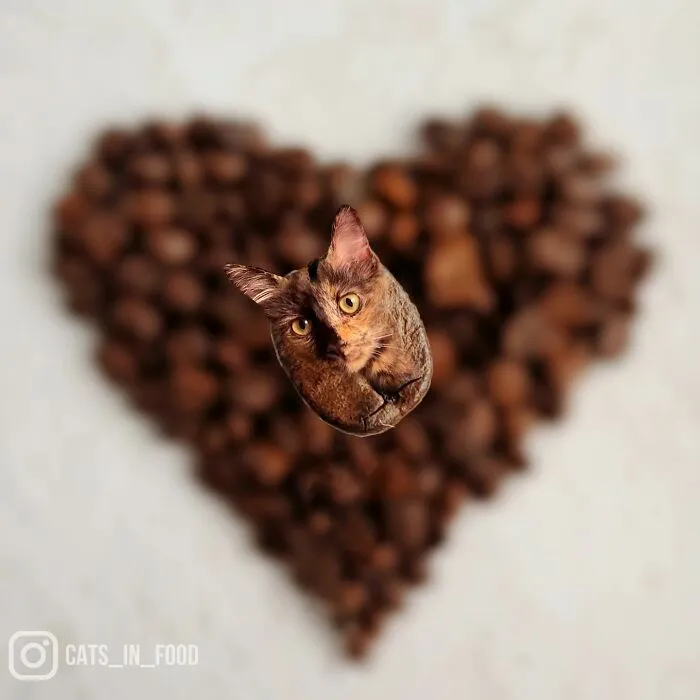 80 Weirdly Delicious Images Of Cats Photoshopped Into Food By This Artist (New Pics)