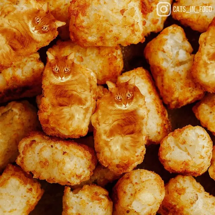 80 Weirdly Delicious Images Of Cats Photoshopped Into Food By This Artist (New Pics)