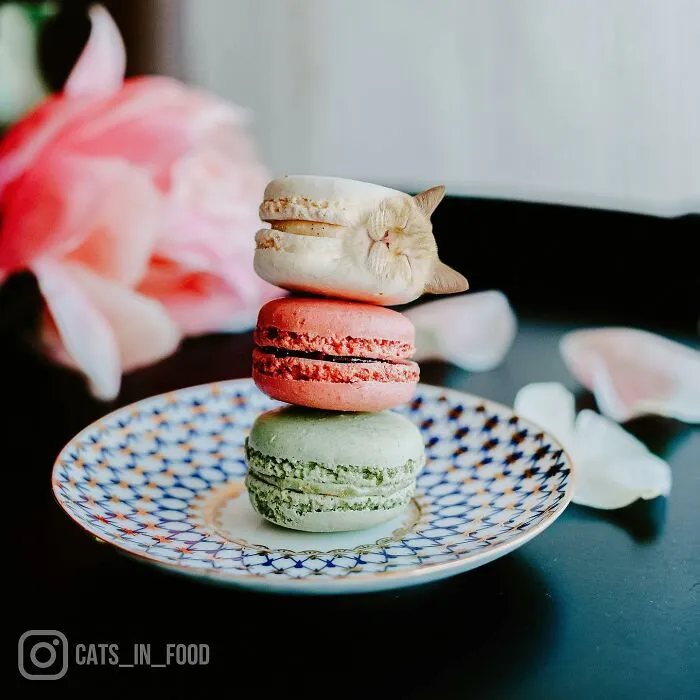 80 Weirdly Delicious Images Of Cats Photoshopped Into Food By This Artist (New Pics)