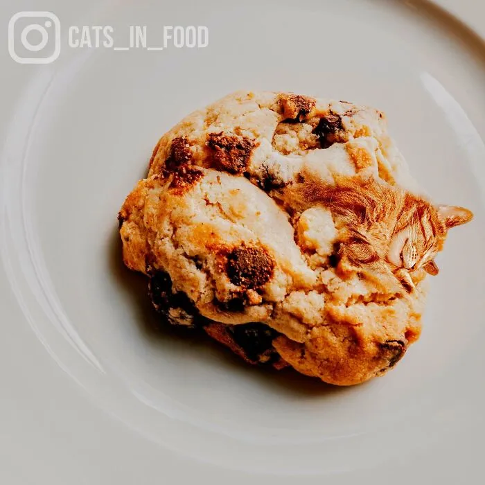 80 Weirdly Delicious Images Of Cats Photoshopped Into Food By This Artist (New Pics)