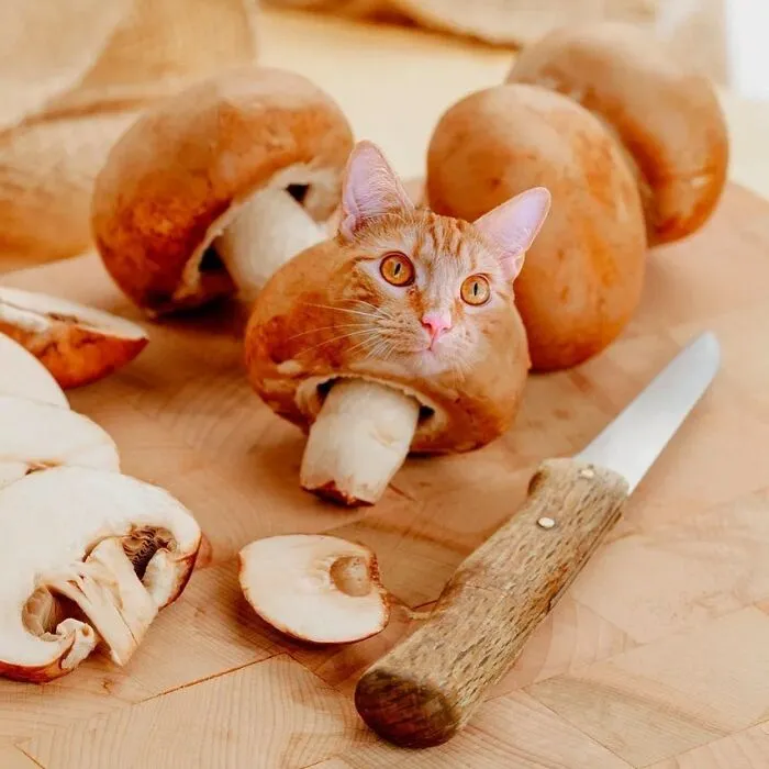 80 Weirdly Delicious Images Of Cats Photoshopped Into Food By This Artist (New Pics)