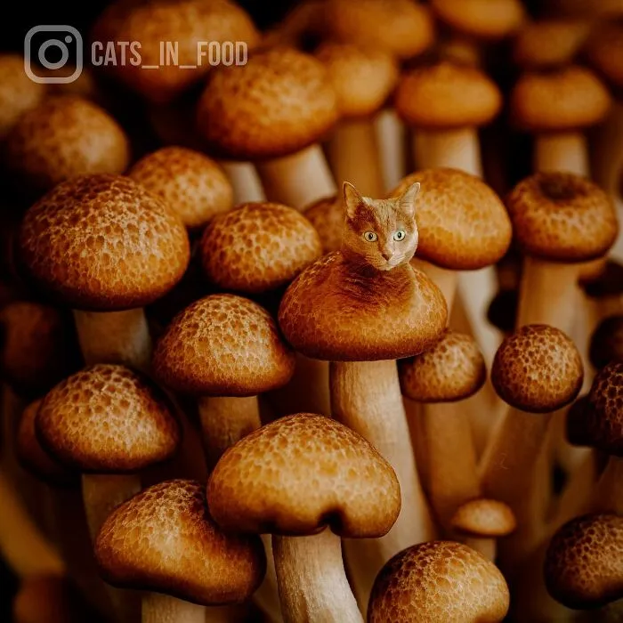 80 Weirdly Delicious Images Of Cats Photoshopped Into Food By This Artist (New Pics)