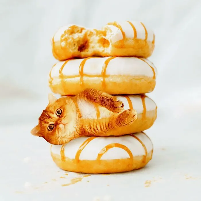 80 Weirdly Delicious Images Of Cats Photoshopped Into Food By This Artist (New Pics)