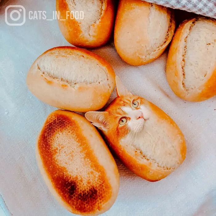 80 Weirdly Delicious Images Of Cats Photoshopped Into Food By This Artist (New Pics)