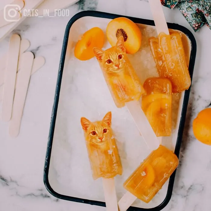 80 Weirdly Delicious Images Of Cats Photoshopped Into Food By This Artist (New Pics)