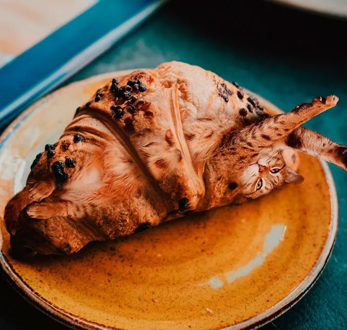 80 Weirdly Delicious Images Of Cats Photoshopped Into Food By This Artist (New Pics)