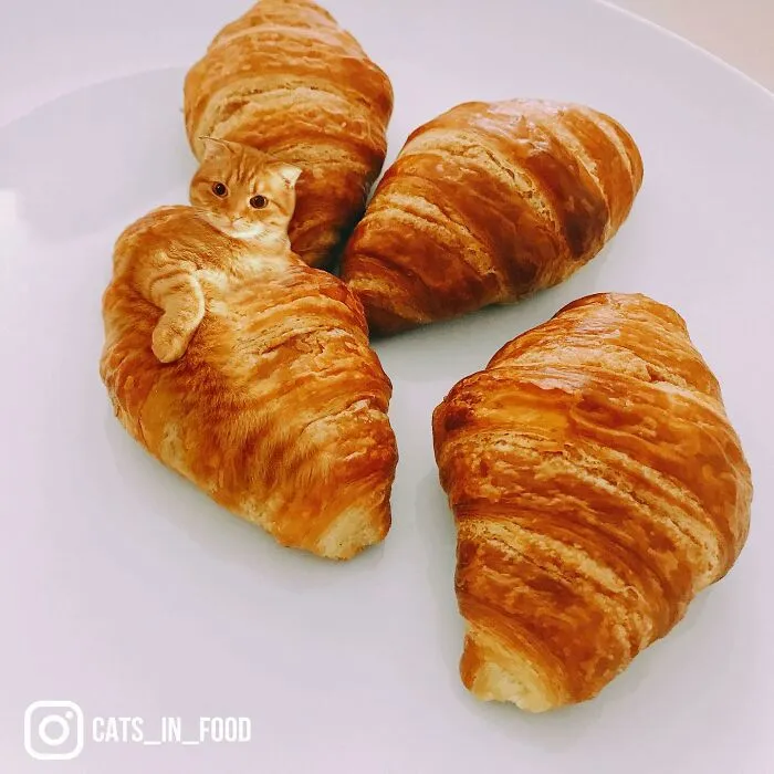 80 Weirdly Delicious Images Of Cats Photoshopped Into Food By This Artist (New Pics)