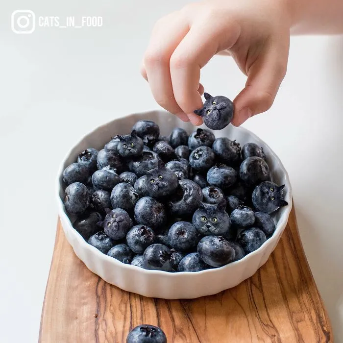 80 Weirdly Delicious Images Of Cats Photoshopped Into Food By This Artist (New Pics)