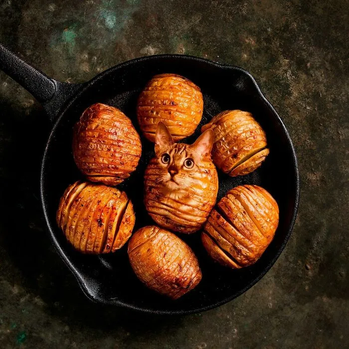 80 Weirdly Delicious Images Of Cats Photoshopped Into Food By This Artist (New Pics)