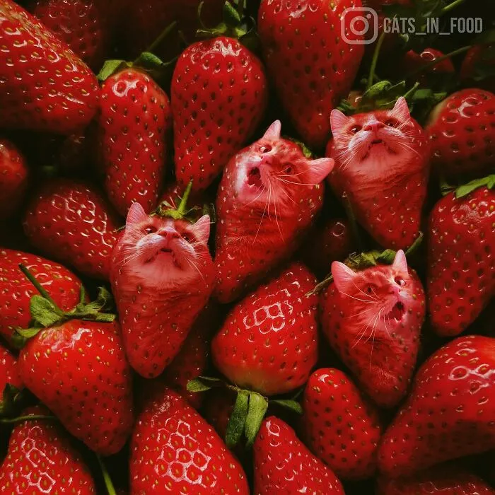 80 Weirdly Delicious Images Of Cats Photoshopped Into Food By This Artist (New Pics)