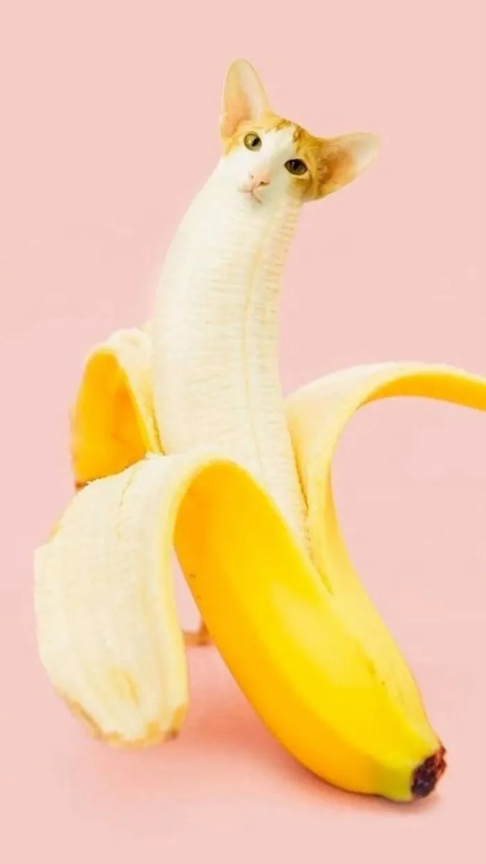 80 Weirdly Delicious Images Of Cats Photoshopped Into Food By This Artist (New Pics)