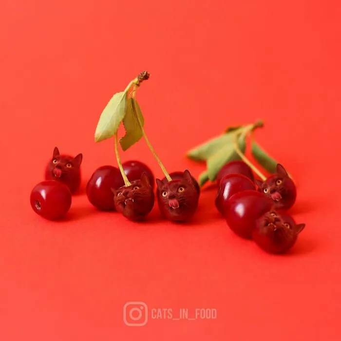 80 Weirdly Delicious Images Of Cats Photoshopped Into Food By This Artist (New Pics)