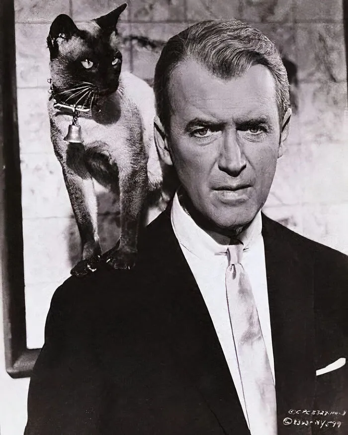 30 Vintage Photos Of Cats Posing With Famous People And Interesting Personalities (New Pics)