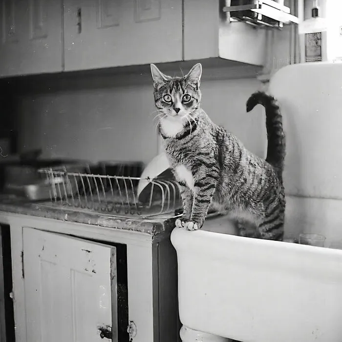 30 Vintage Photos Of Cats Posing With Famous People And Interesting Personalities (New Pics)