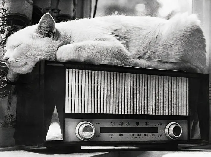30 Vintage Photos Of Cats Posing With Famous People And Interesting Personalities (New Pics)
