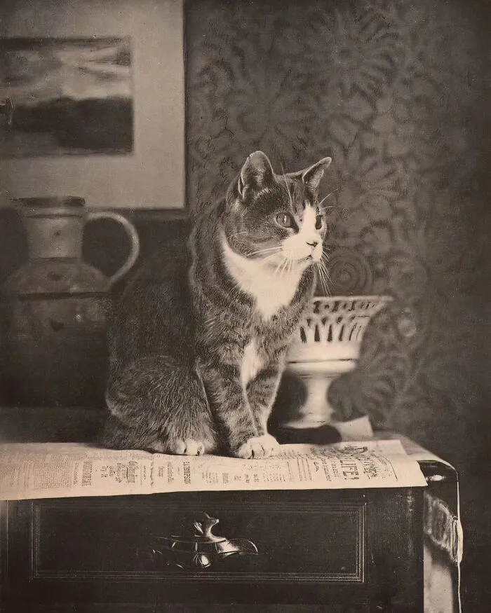 30 Vintage Photos Of Cats Posing With Famous People And Interesting Personalities (New Pics)
