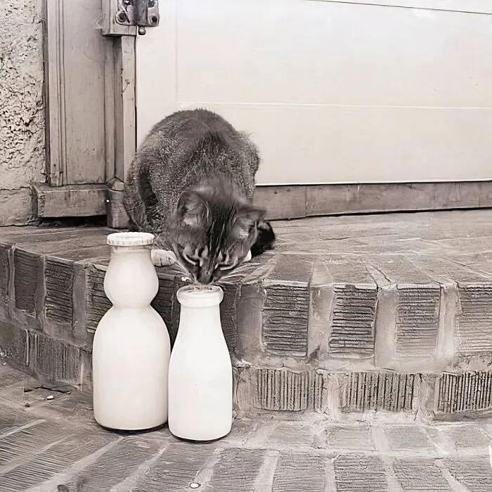 30 Vintage Photos Of Cats Posing With Famous People And Interesting Personalities (New Pics)