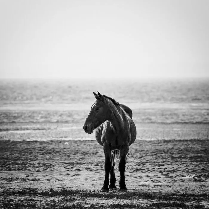 Mare Looking Left
