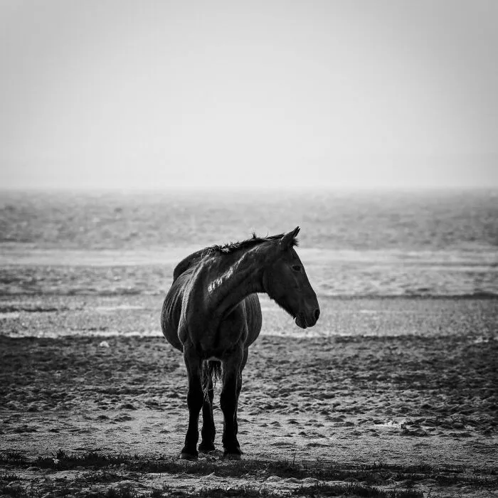 A Wild Mare