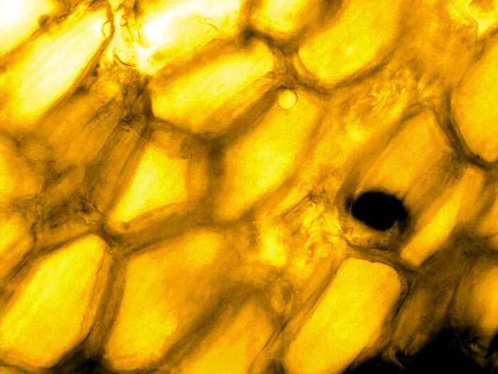 Rose's Petal Cells