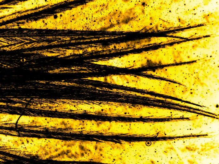 Feather II