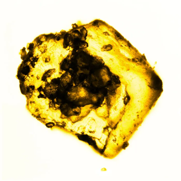 Salt II