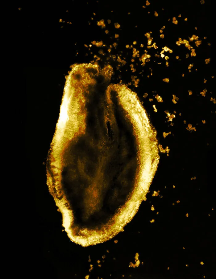 Rose's Stamen & Pollen