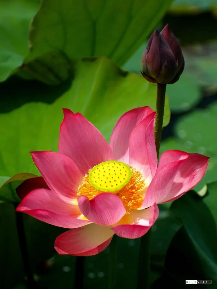 Lotus Flowers Taken With Olympus E-1 And Mf Olympus Zuiko 50 F/1.8 Lens