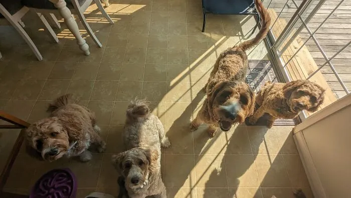 Get Your Pups In A Row