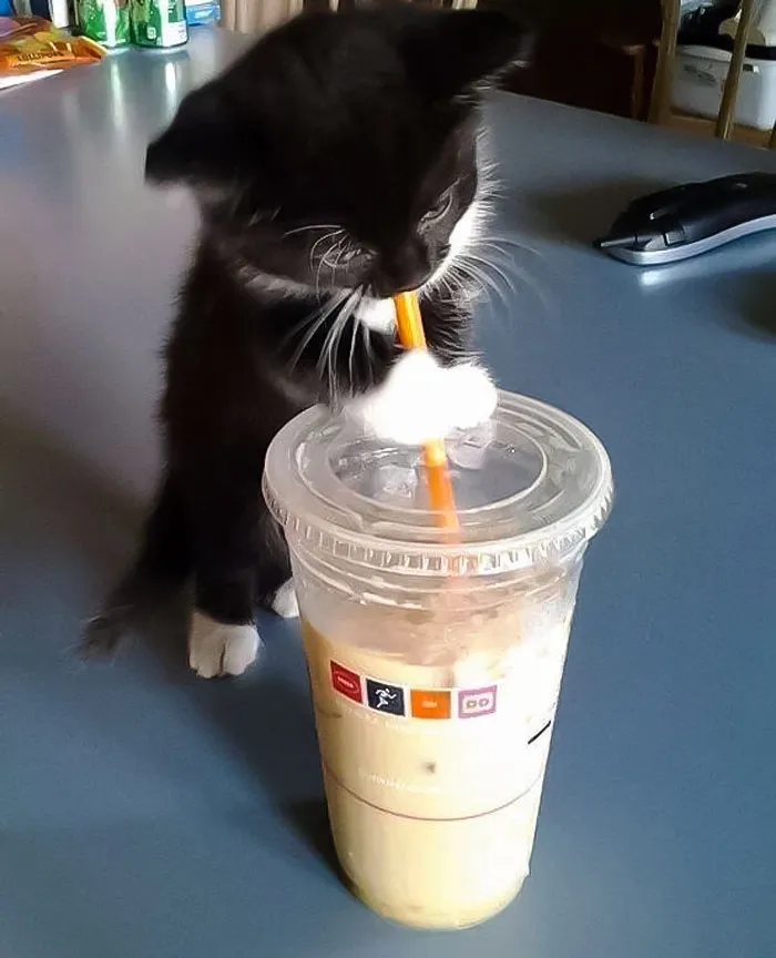 Kitten And Coffee
