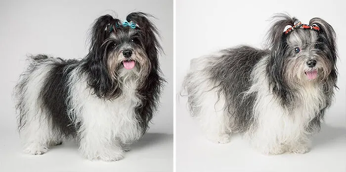Abby - 2008 And 2017