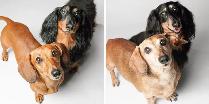 Noodle And Frank - 2008 And 2016