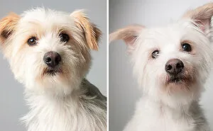 30 Heart-Melting Images Of Pups Growing Old Shown In This Comparison Project By Amanda Jones (New Pics)