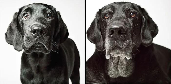Laker - 2008 And 2020