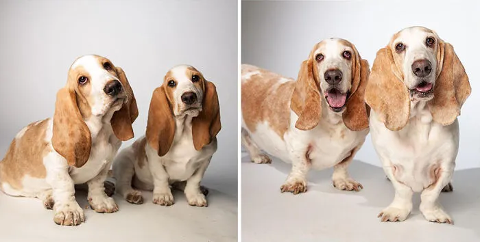 Googie And Impy - 2014 And 2021