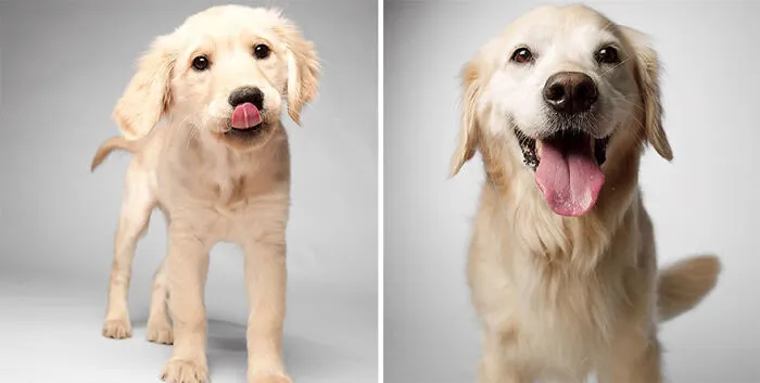 Rosie - 2012 And 2019