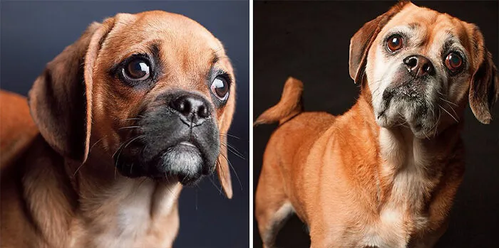 Moose - 2007 And 2015