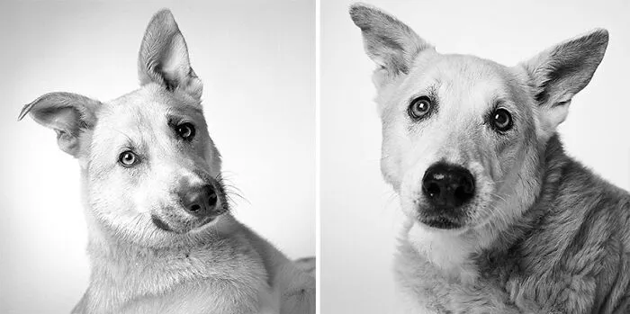 Zamboni - 1999 And 2012