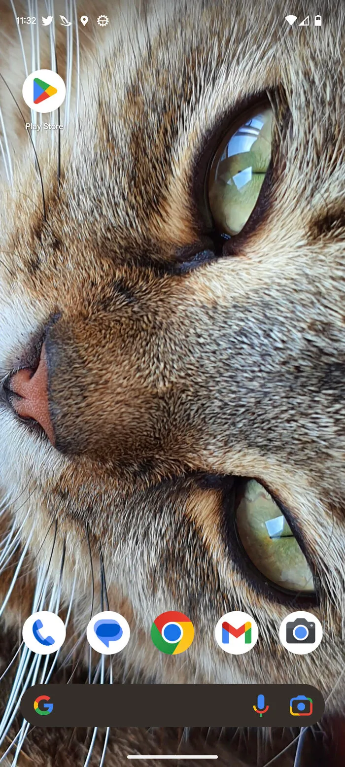 A Photo Of My Cat 